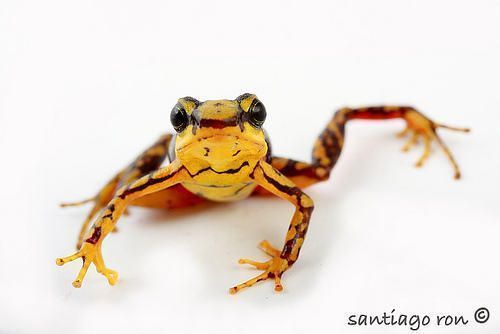 Phantasmal Poison Frog