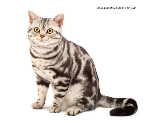 gato raza american shorthair