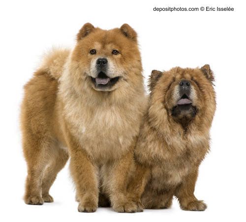 Perros chow chow